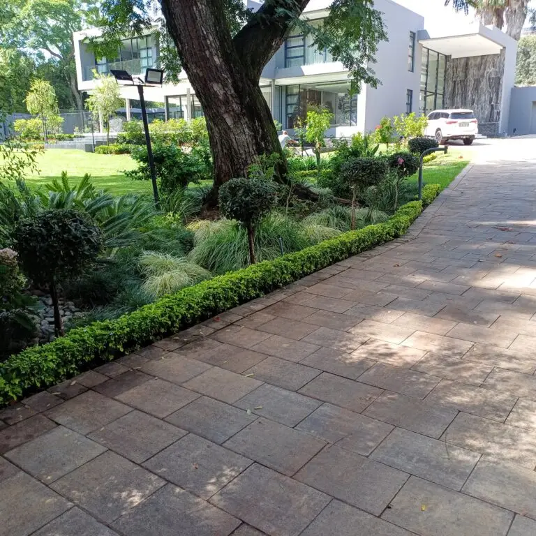 Paved driveway bordered by clipped hedging, ornamental grasses and established garden planting